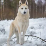 Ученые обнаружили ДНК волка у большинства пород собак