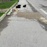 В Кишинёве вновь обсуждают проблему бродячих собак