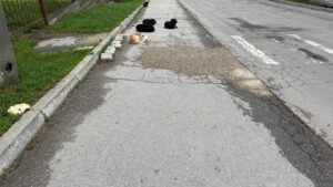 В Кишинёве вновь обсуждают проблему бродячих собак
