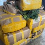 ANSA уничтожила 10 тонн импортного укропа из-за опасных пестицидов