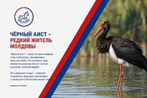 Птица-призрак Молдовы: почему чёрный аист избегает людей